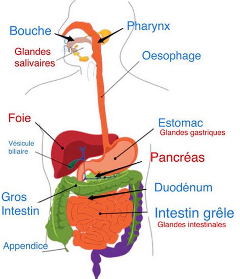 Schéma simplifié du système digestif humain mettant en évidence l'estomac et les intestins
