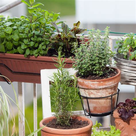 Divers légumes et herbes aromatiques poussant dans des pots sur un balcon
