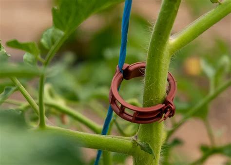 Image d'une pince à linge utilisée pour tuteurer une tomate