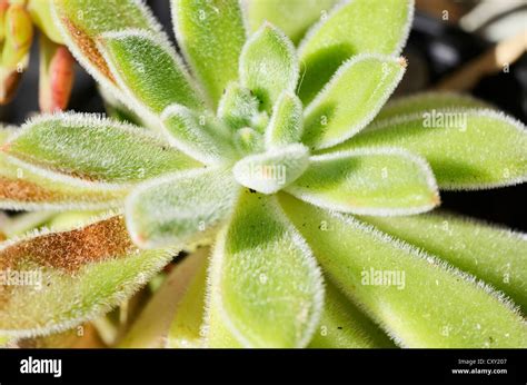 Echeveria setosa aux feuilles velues