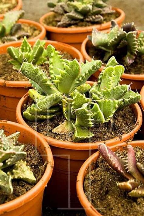 Faucaria felina avec ses feuilles en mâchoire