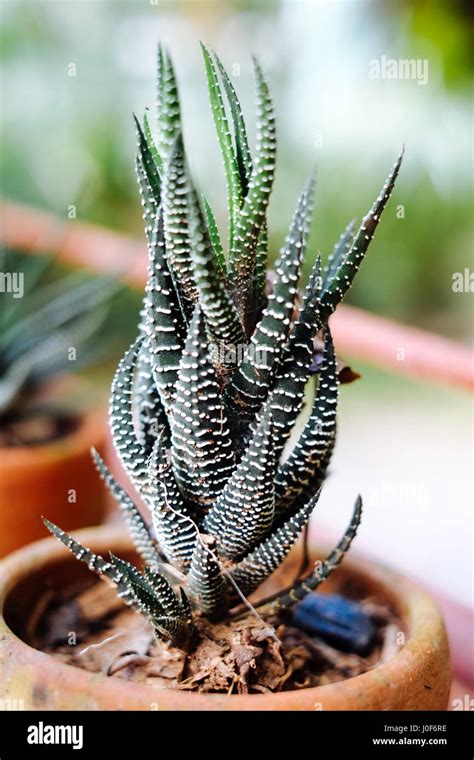 Haworthia fasciata aux feuilles zébrées