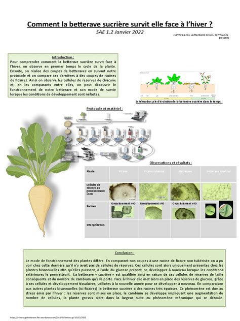 Schéma nutritionnel de la betterave