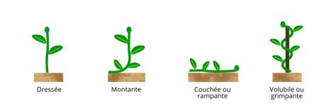 Illustration des différents mécanismes d'escalade des plantes grimpantes (vrilles, racines aériennes, tiges volubiles)