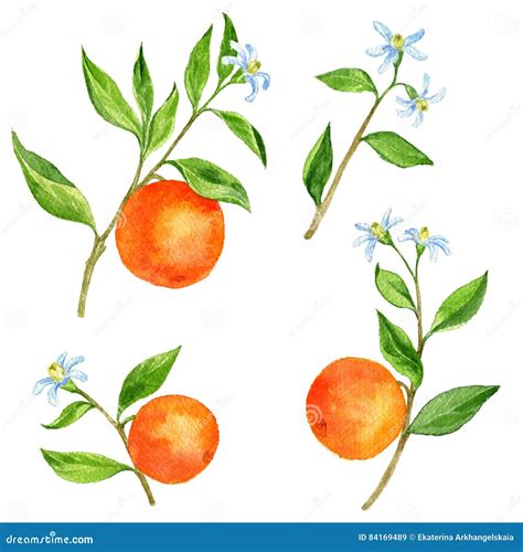 Feuilles d'arbre fruitier avec des perforations