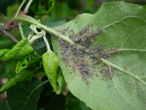Pucerons sur une feuille de pommier