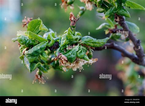 Feuilles de prunier atteintes par la maladie criblée