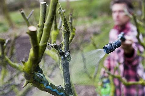 Pulvérisation de bouillie bordelaise sur un arbre fruitier