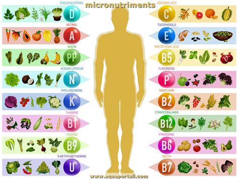 Diagramme des macronutriments et micronutriments essentiels pour les plantes