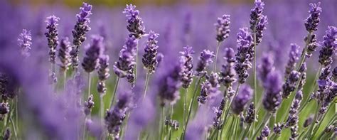 Différentes variétés de lavande avec leurs épis floraux caractéristiques