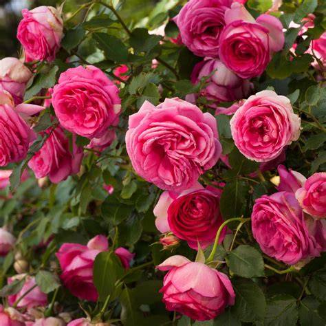 Rosier grimpant couvert de fleurs roses