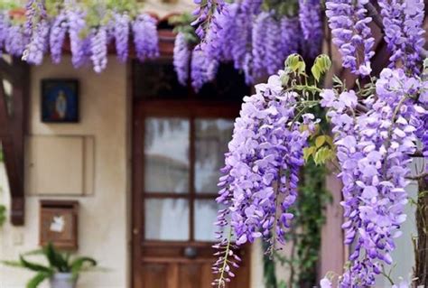 Fleurs retombantes de glycine violette