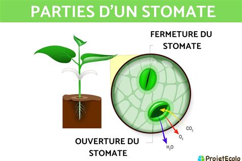 Schéma illustrant l'absorption des nutriments par les stomates et la cuticule foliaire
