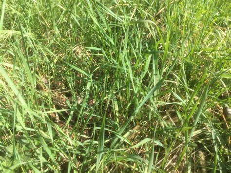 Plante de chiendent poussant dans un jardin