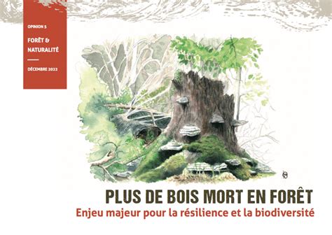Schéma de détection du bois mort sur une tige d'hortensia