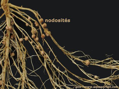Plante de haricot avec nodosités sur les racines