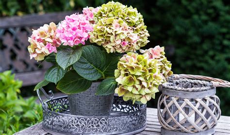 Hortensia dans un pot décoratif en intérieur