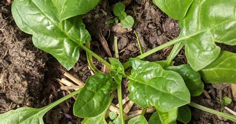 Photo gros plan sur des feuilles d'épinard sauvage dans un potager naturel