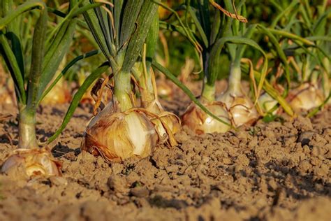 Champ d'oignons en période de maturation estivale