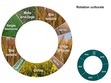 Graphique de rotation des cultures pour les alliacées