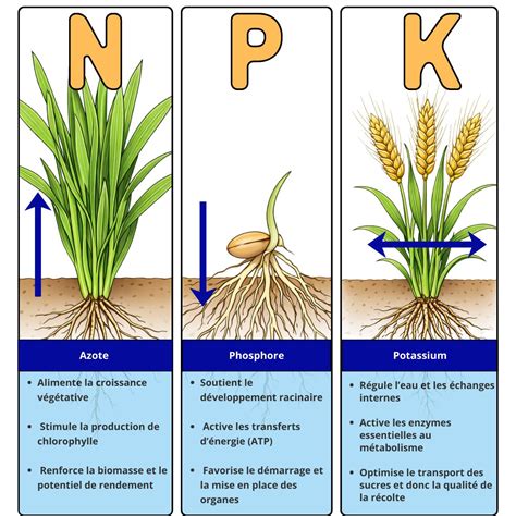 Infographie NPK : rôle de l'azote, du phosphore et du potassium