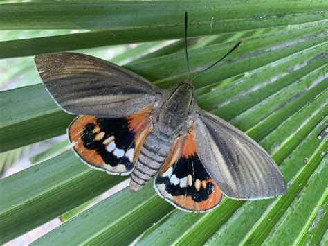 Illustration des symptômes d'attaque par le papillon Paysandisia archon sur un stipe de palmier