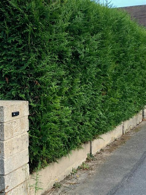 Schéma illustrant l'espacement idéal des cyprès en fonction de la hauteur souhaitée de la haie