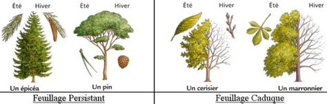 Comparaison visuelle entre un chêne caduc en hiver et un chêne vert persistant