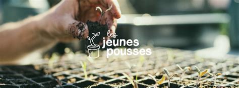 Schéma illustrant la technique de pincement des jeunes pousses de chêne