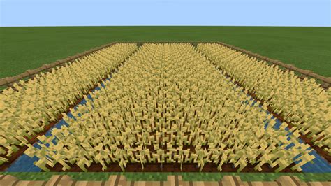 Champ de blé irrigué Minecraft