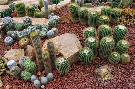 Plantes succulentes et cactus dans un jardin sec