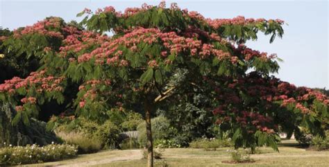 Arbre à soie (Albizia ‘Summer Chocolate’) avec feuillage sombre et fleurs roses