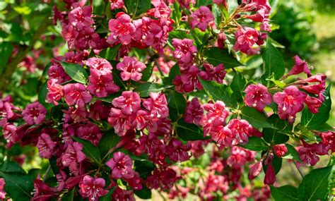 Arbuste Weigelia en fleurs dans un jardin printanier