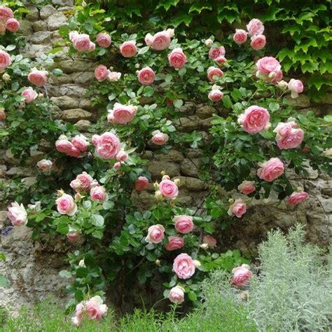 Exemple d'association de couleurs : rosier grimpant rose et blanc sur un mur en pierre