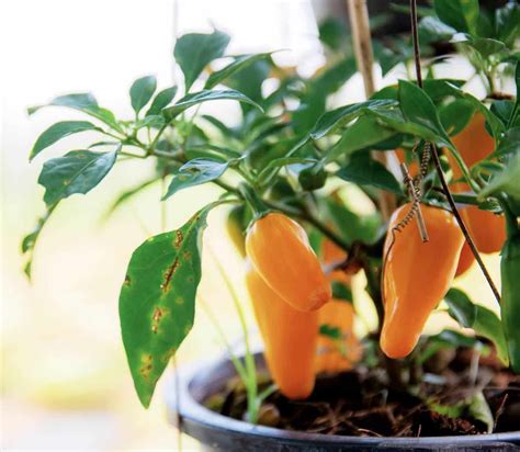 Illustration d'un plant de poivron sain en pot sur un balcon ensoleillé