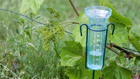 Un pluviomètre moderne installé dans un potager en pleine croissance
