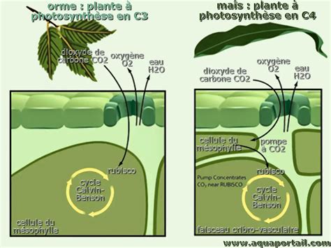 Schéma comparatif entre une plante comestible et son sosie toxique