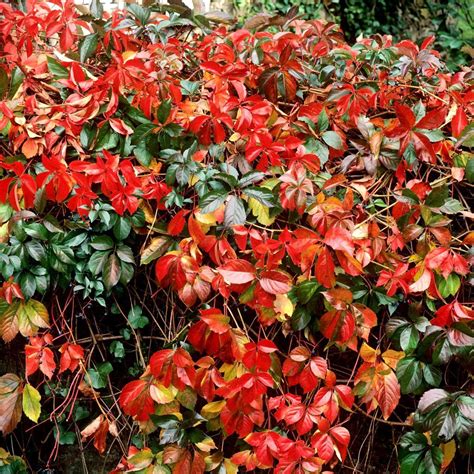 Vigne vierge en pot sur un balcon avec des feuilles rouges en automne