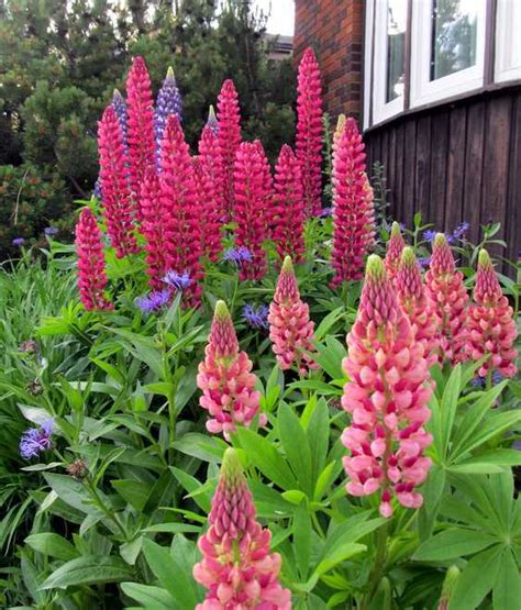 Illustration d'un massif de Lupins de Russell en pleine floraison printanière