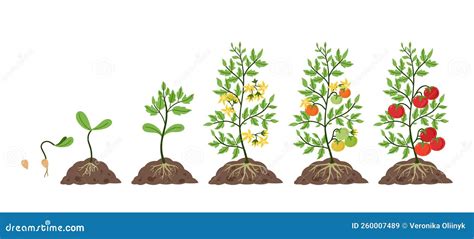 Schéma des facteurs influençant la croissance des tomates