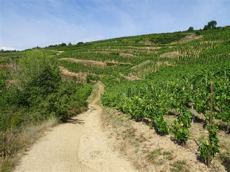 Vignes en Ardèche