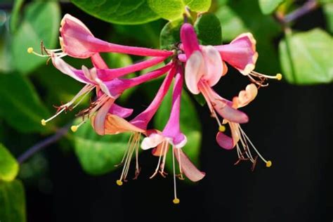 Photo macro d'une fleur de chèvrefeuille avec un insecte butineur