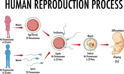 Schéma illustrant le cycle de reproduction assistée en élevage