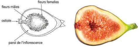Illustration détaillée de la structure d'une figue et de son feuillage
