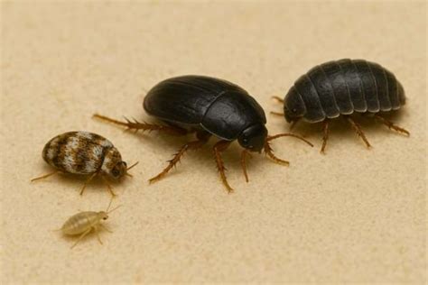 Illustration comparative des différents insectes domestiques noirs courants