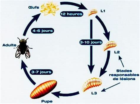 Schéma de cycle de vie des insectes textiles dans les placards