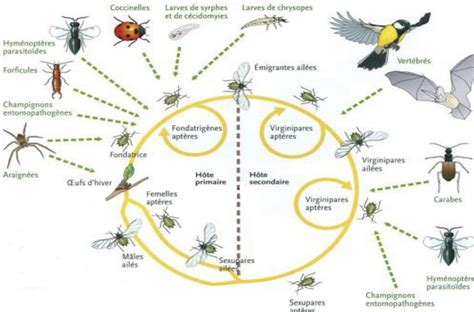 Infographie : les prédateurs naturels du puceron noir