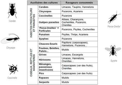 Tableau comparatif : Ravageurs vs Auxiliaires courants au jardin