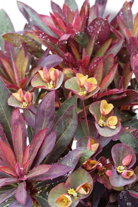 Euphorbe arborescente en pot