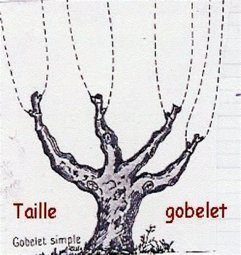 Schéma de la taille en gobelet pour aérer le centre de l'arbre